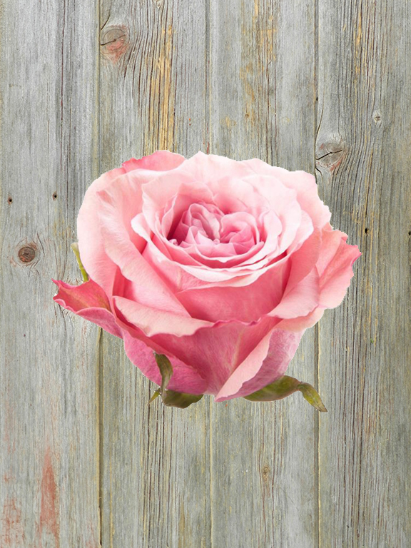 ART DECO  PINK ROSES